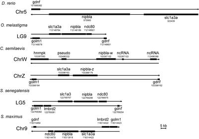 Two Nipped-B-Like Protein A (Nipbla) Gametologs in Chinese Tongue Sole (Cynoglossus semilaevis): The Identification of Alternative Splicing, Expression Pattern, and Promoter Activity Analysis